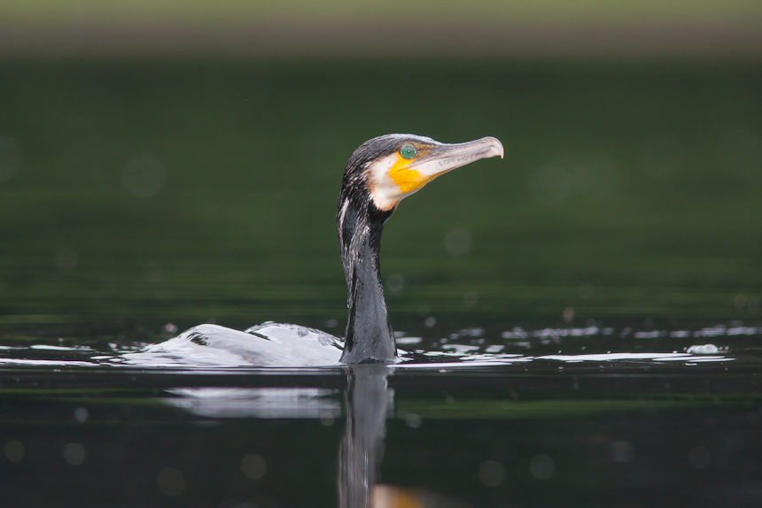 Kormoran