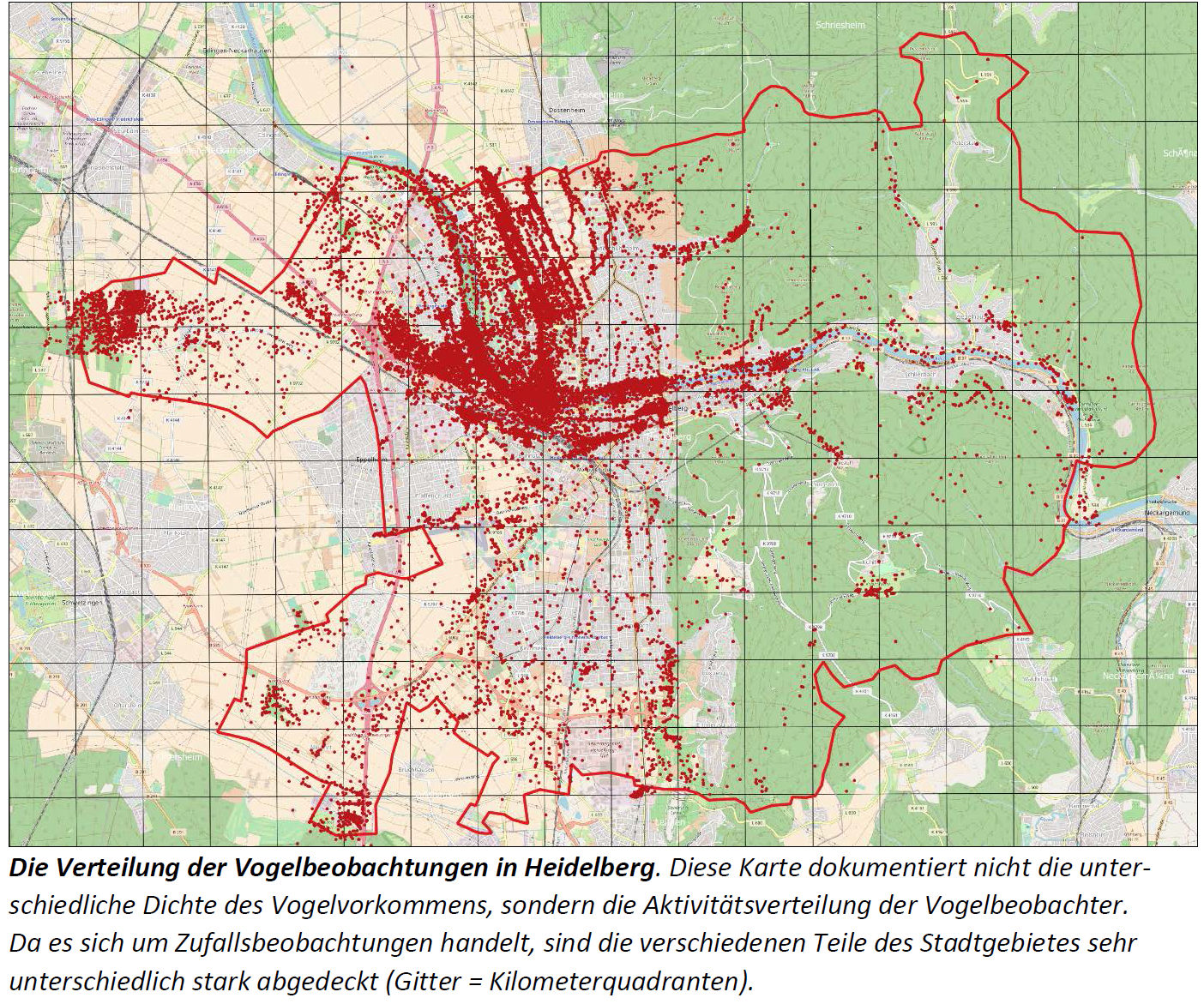 Vogelbeobachtungen in Heidelberg